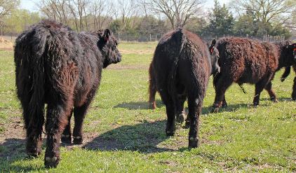 C_bulls_rears.jpg