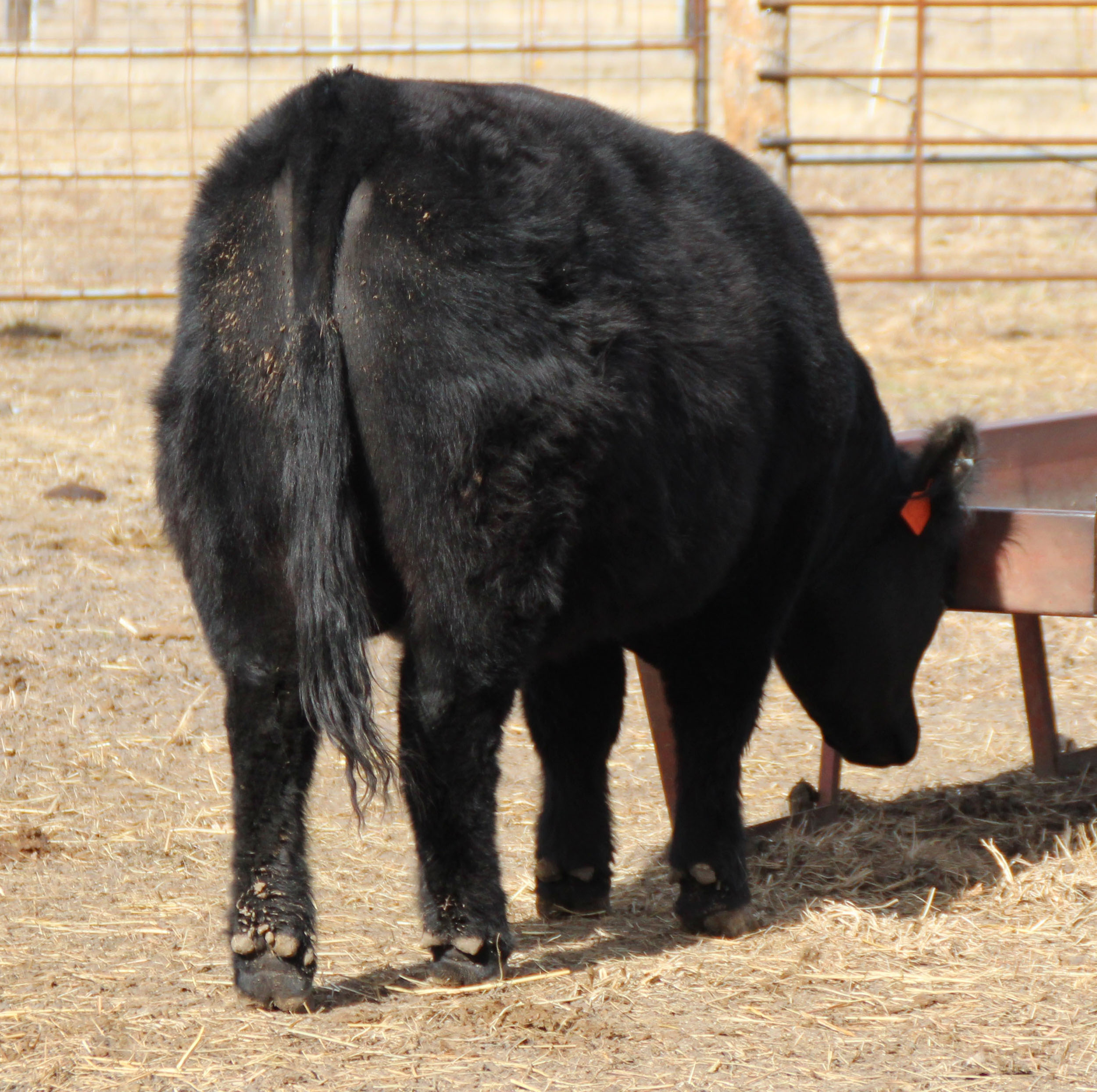 Cochise_rear_website.jpg