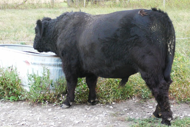 MP3 Bull