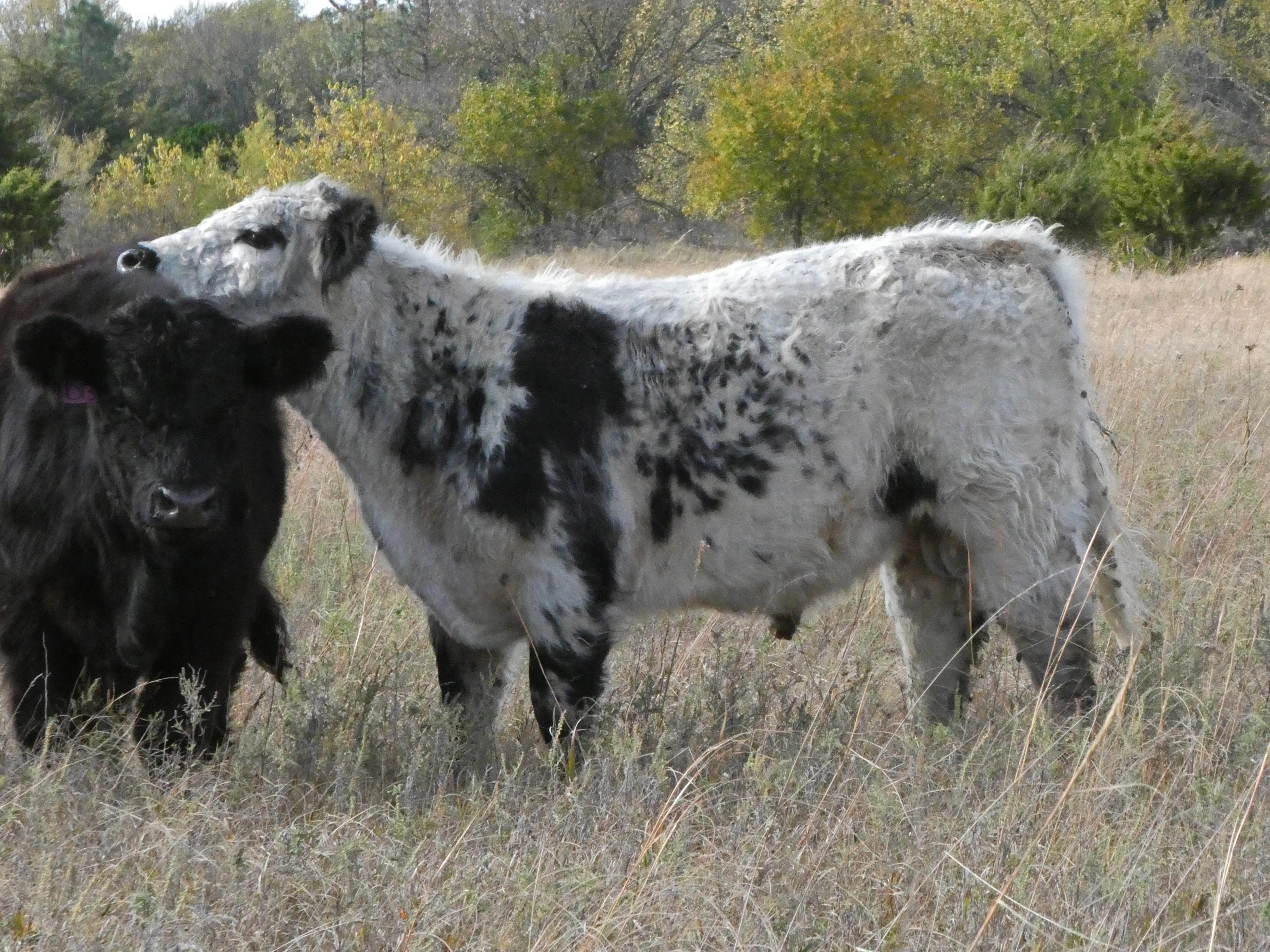 Whitebull_oct17.jpg