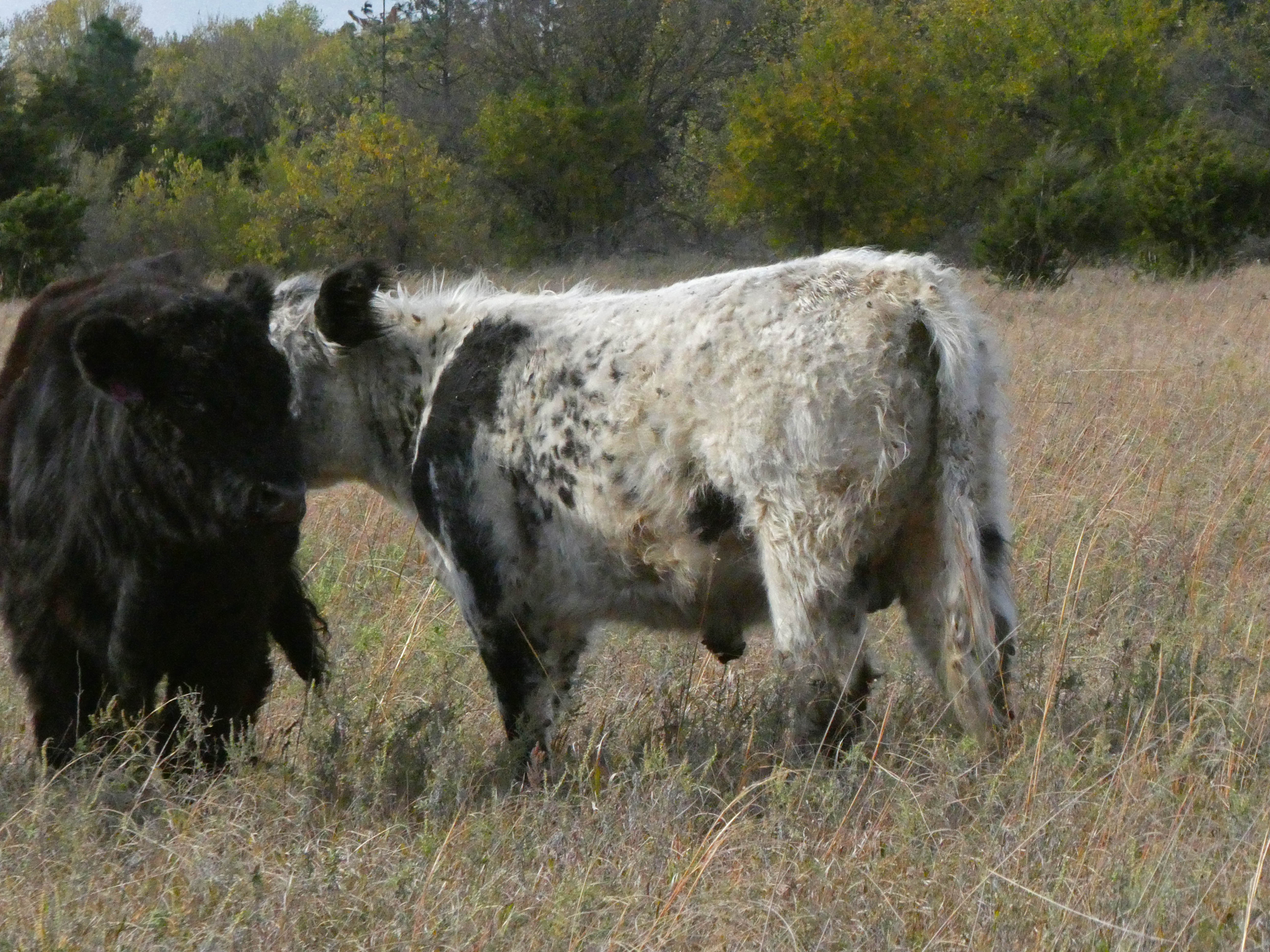 Whitebull_oct17rear.jpg