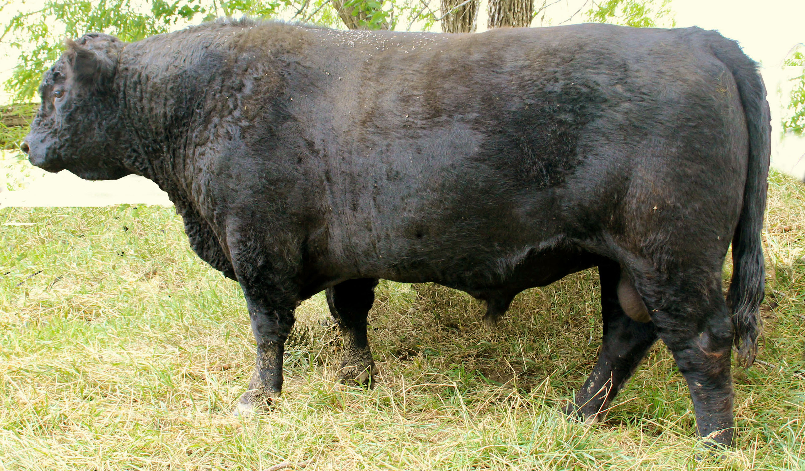 Galloway Bulls and Heifers for Sale