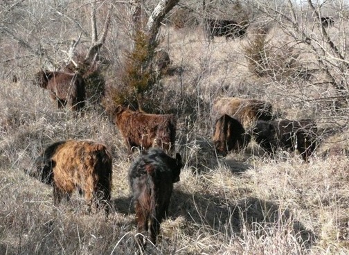 Winter Graze Galloway